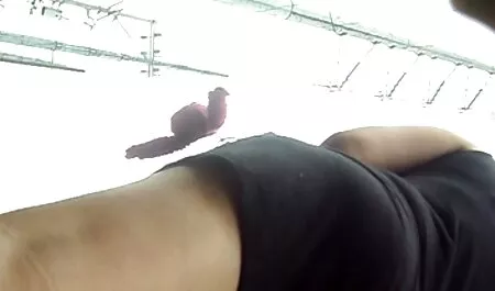 يوجد ملعبان للتنس فلم هندي جنس على سرير مدرب أصلع.